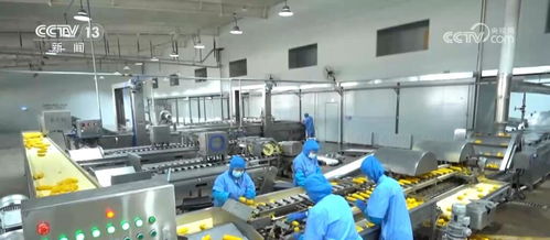 外貿(mào)新觀察 一粒出口玉米背后的 科技密碼